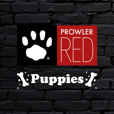 Prowler RED Puppies